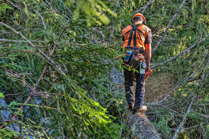 Sawyer in dark saw pants walking out along a felled stem with his chainsaw, canopy branches all around